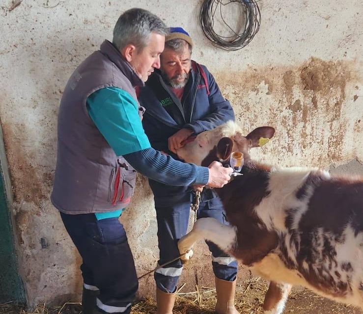 Aydın’da şap alarmı: Aşılama sürüyor