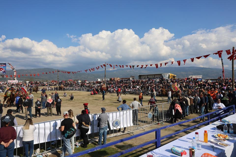 Çine Deve Güreşi Festivali’ne binlerce vatandaş akın etti