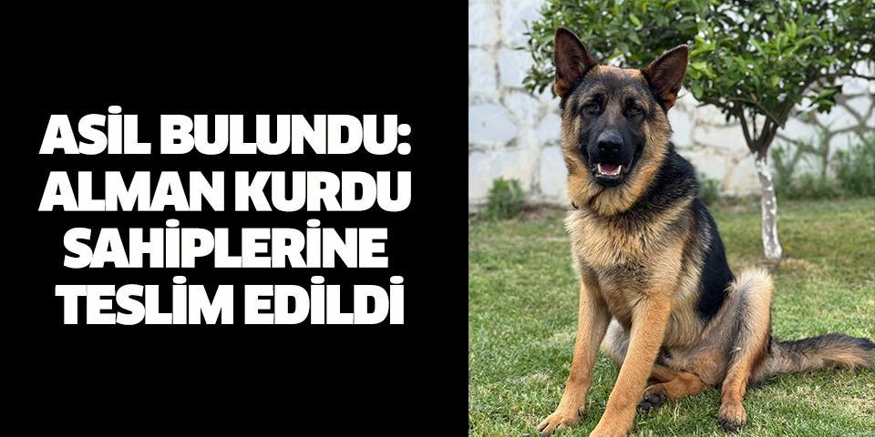 Asil bulundu: Kayıp alman kurdu sahiplerine teslim edildi