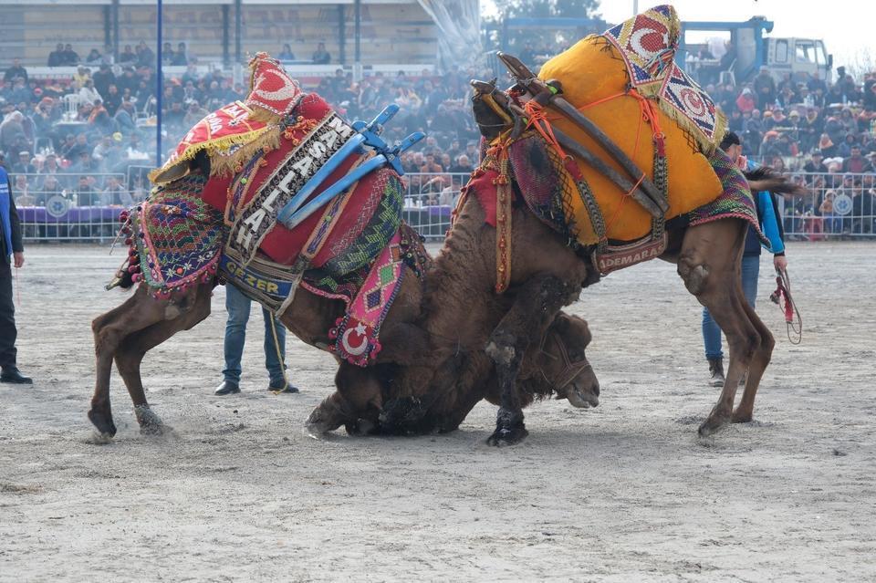 Çine’de 140 pehlivan deve arenaya çıkıyor