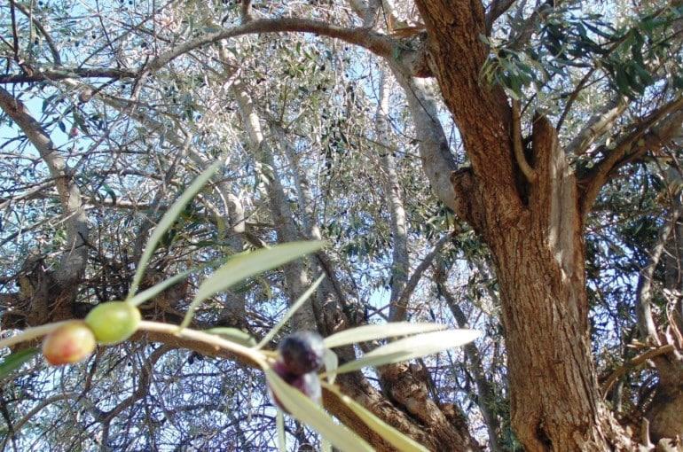 Çine'de zeytin ağacından düştü, yaşam mücadelesi veriyor