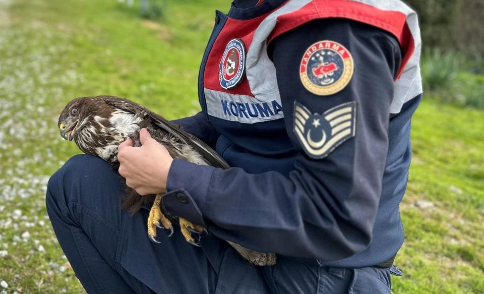 Çine’de yaralı kızıl şahin koruma altına alındı