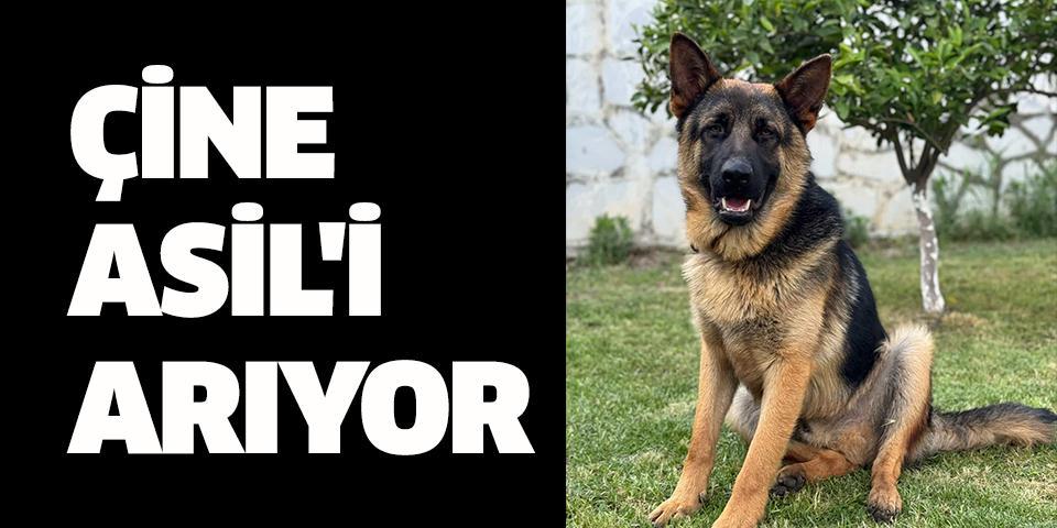 Çine Asil'i arıyor