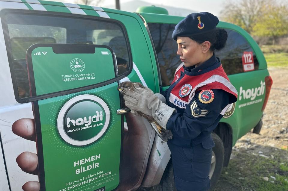 Alabanda Antik Kenti’nde yaralı kızıl şahin bulundu